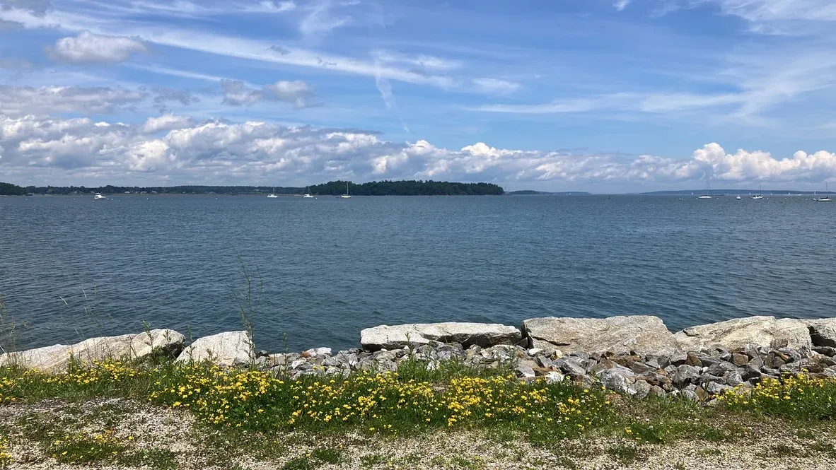 Casco Bay from the shore in Portland, Maine: water, moored sailboats, a wooded island, and wildflowers on the rocks in the foreground.